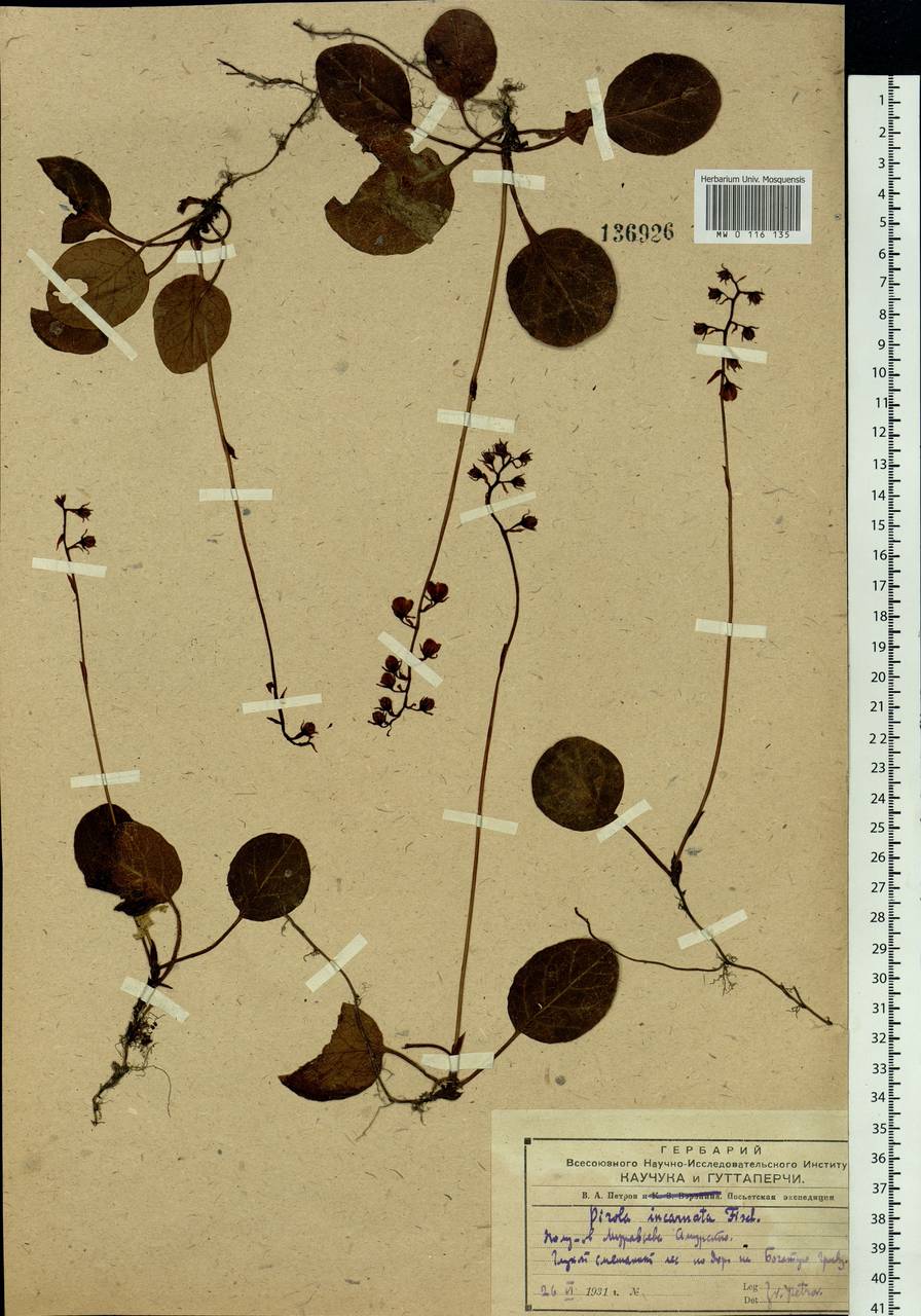 Pyrola asarifolia subsp. incarnata (DC.) A. E. Murray, Siberia, Russian Far East (S6) (Russia)