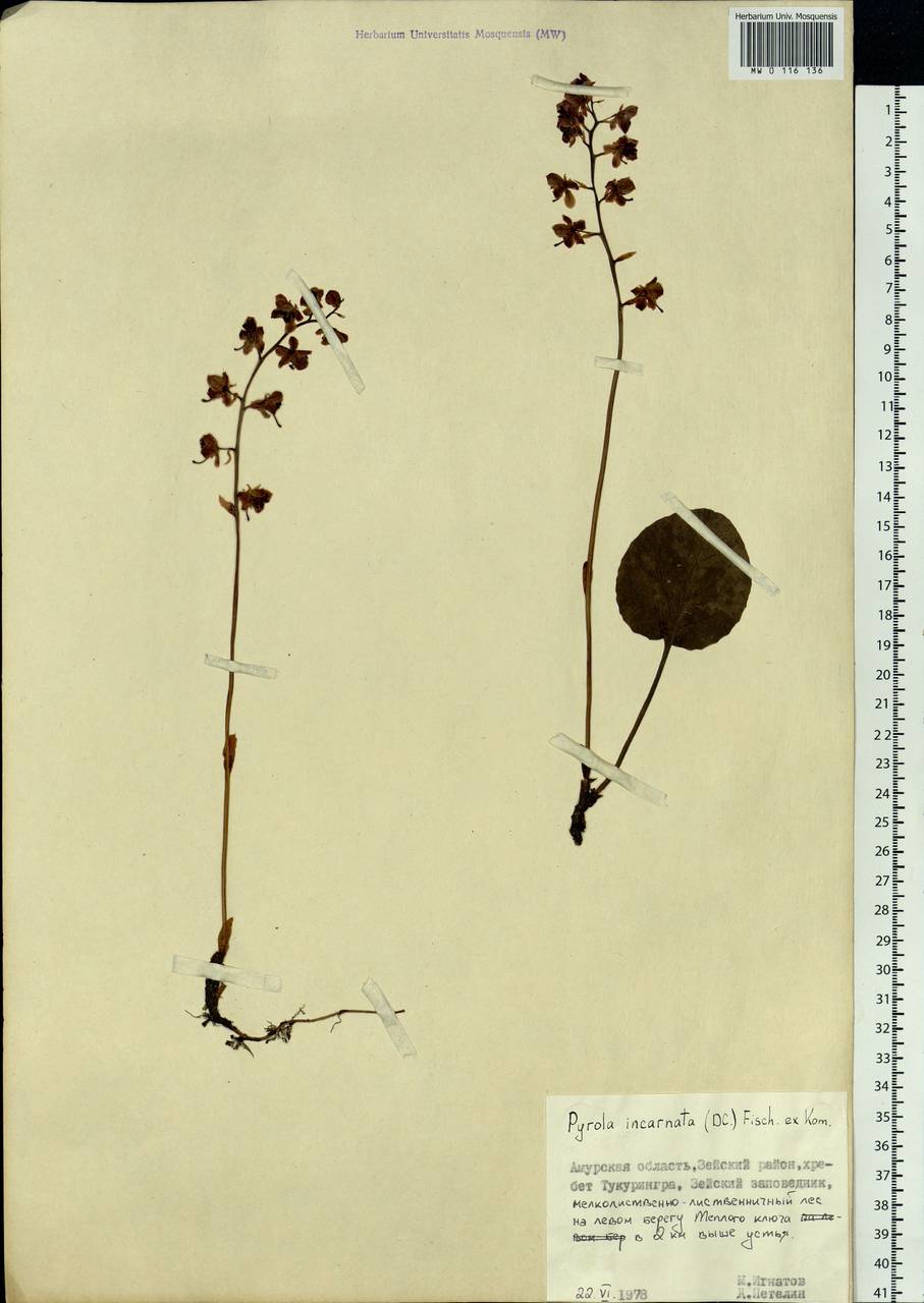 Pyrola asarifolia subsp. incarnata (DC.) A. E. Murray, Siberia, Russian Far East (S6) (Russia)