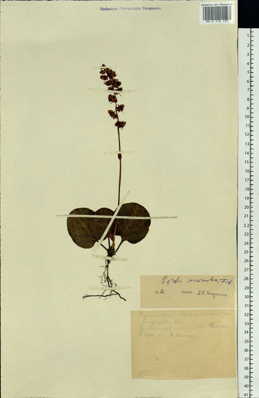 Pyrola asarifolia subsp. incarnata (DC.) A. E. Murray, Siberia, Russian Far East (S6) (Russia)
