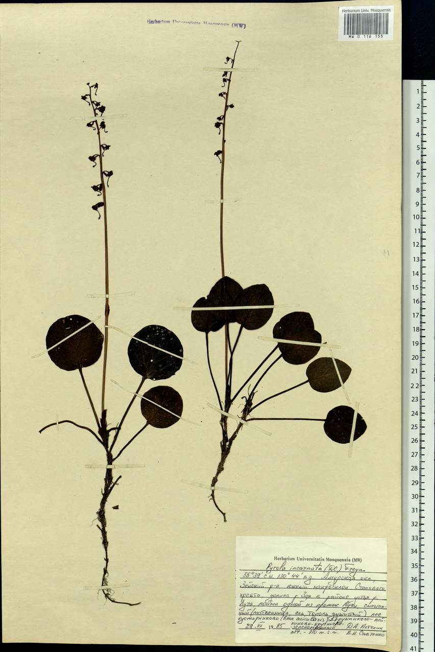 Pyrola asarifolia subsp. incarnata (DC.) A. E. Murray, Siberia, Russian Far East (S6) (Russia)