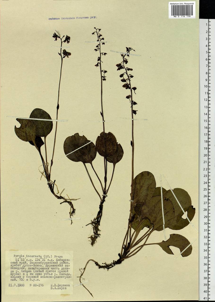 Pyrola asarifolia subsp. incarnata (DC.) A. E. Murray, Siberia, Russian Far East (S6) (Russia)