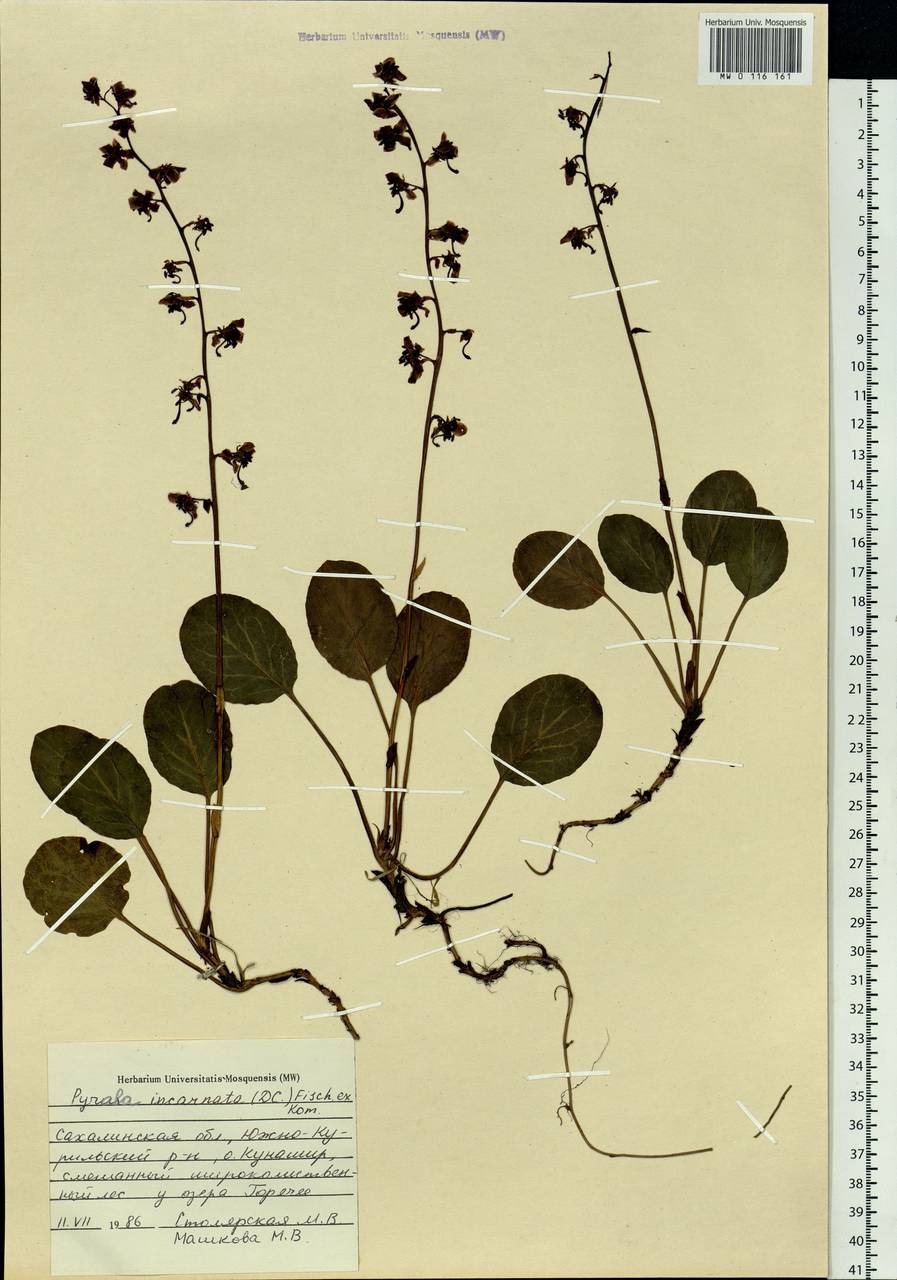 Pyrola asarifolia subsp. incarnata (DC.) A. E. Murray, Siberia, Russian Far East (S6) (Russia)