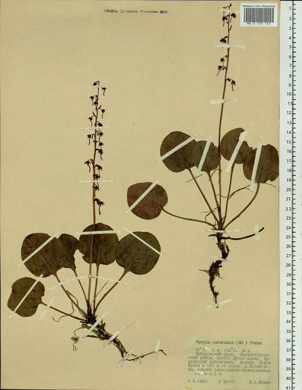 Pyrola asarifolia subsp. incarnata (DC.) A. E. Murray, Siberia, Russian Far East (S6) (Russia)