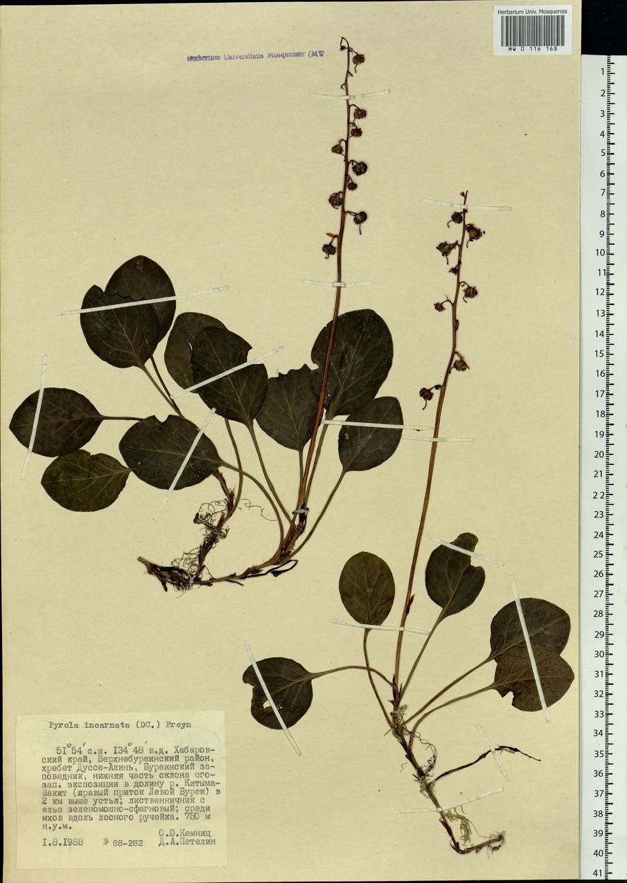 Pyrola asarifolia subsp. incarnata (DC.) A. E. Murray, Siberia, Russian Far East (S6) (Russia)