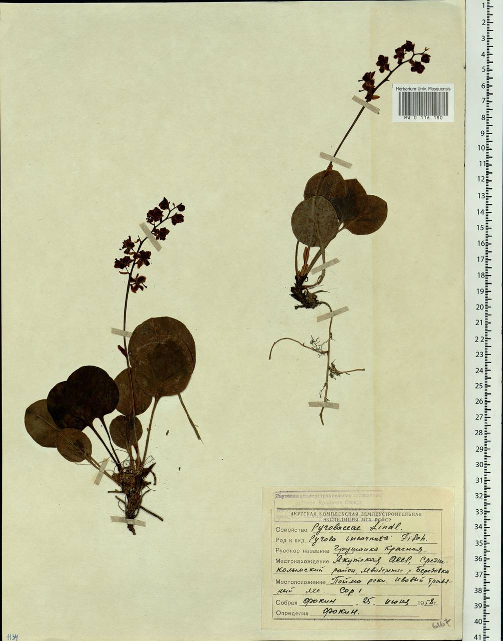 Pyrola asarifolia subsp. incarnata (DC.) A. E. Murray, Siberia, Yakutia (S5) (Russia)