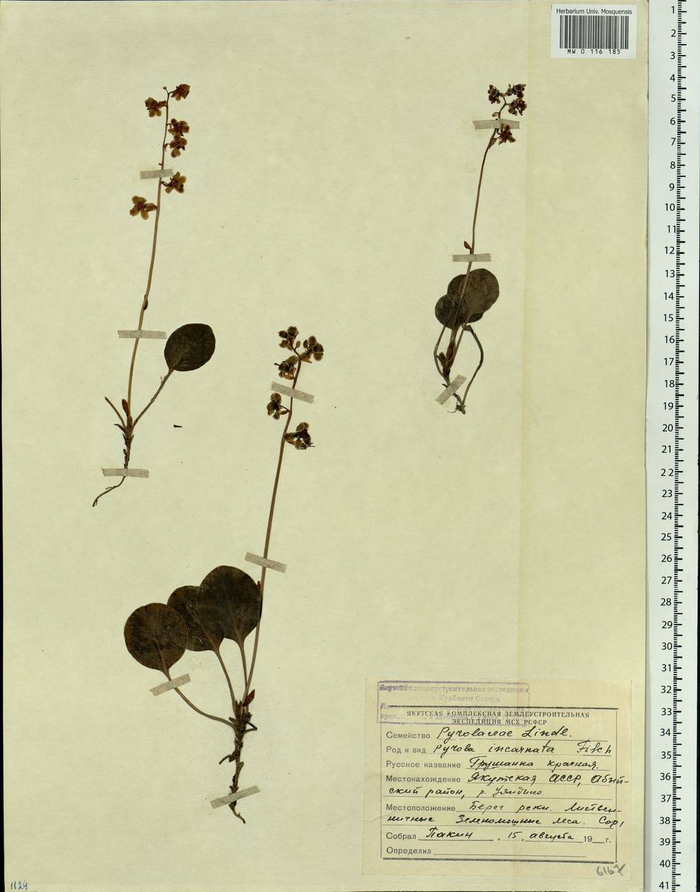 Pyrola asarifolia subsp. incarnata (DC.) A. E. Murray, Siberia, Yakutia (S5) (Russia)