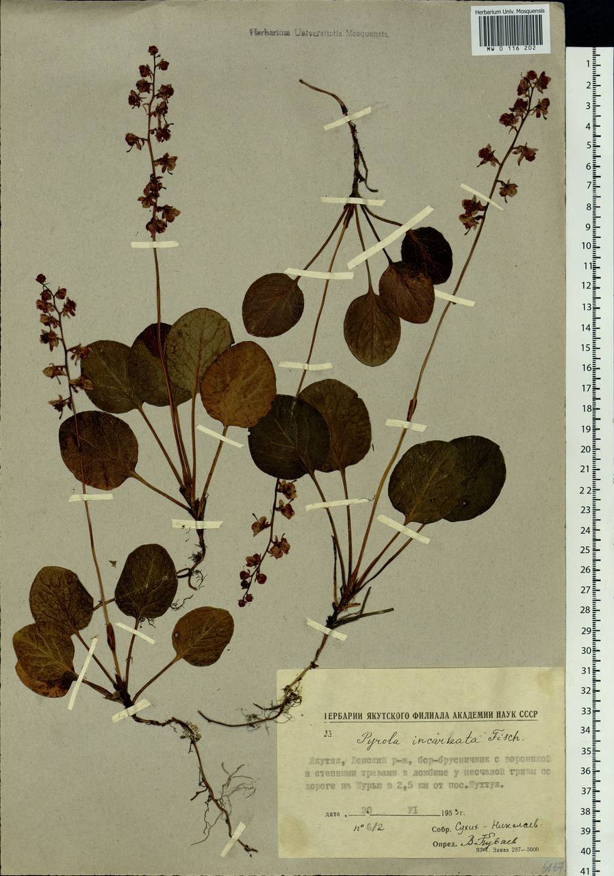 Pyrola asarifolia subsp. incarnata (DC.) A. E. Murray, Siberia, Yakutia (S5) (Russia)