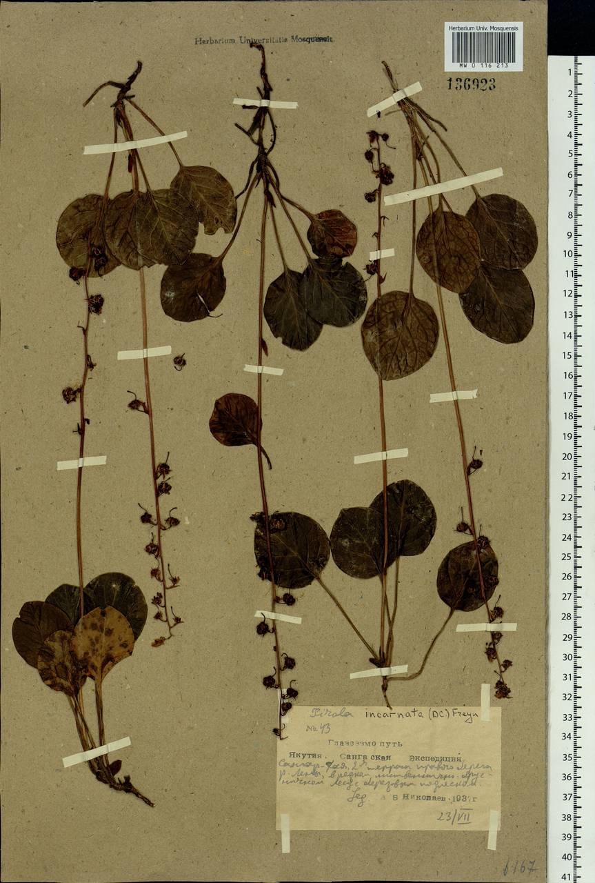 Pyrola asarifolia subsp. incarnata (DC.) A. E. Murray, Siberia, Yakutia (S5) (Russia)