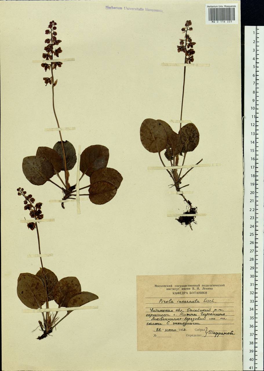 Pyrola asarifolia subsp. incarnata (DC.) A. E. Murray, Siberia, Baikal & Transbaikal region (S4) (Russia)