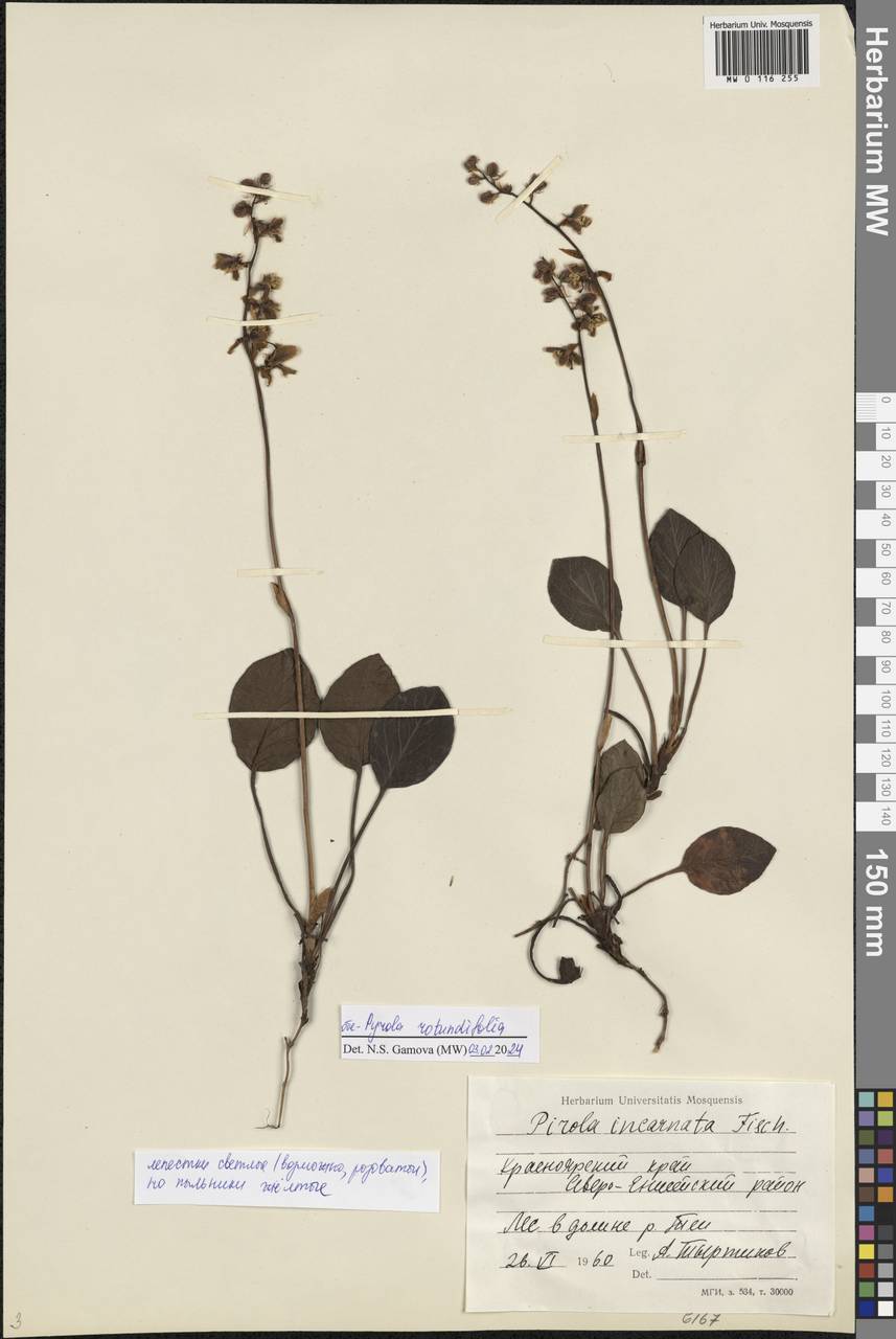 Pyrola rotundifolia L., Siberia, Central Siberia (S3) (Russia)