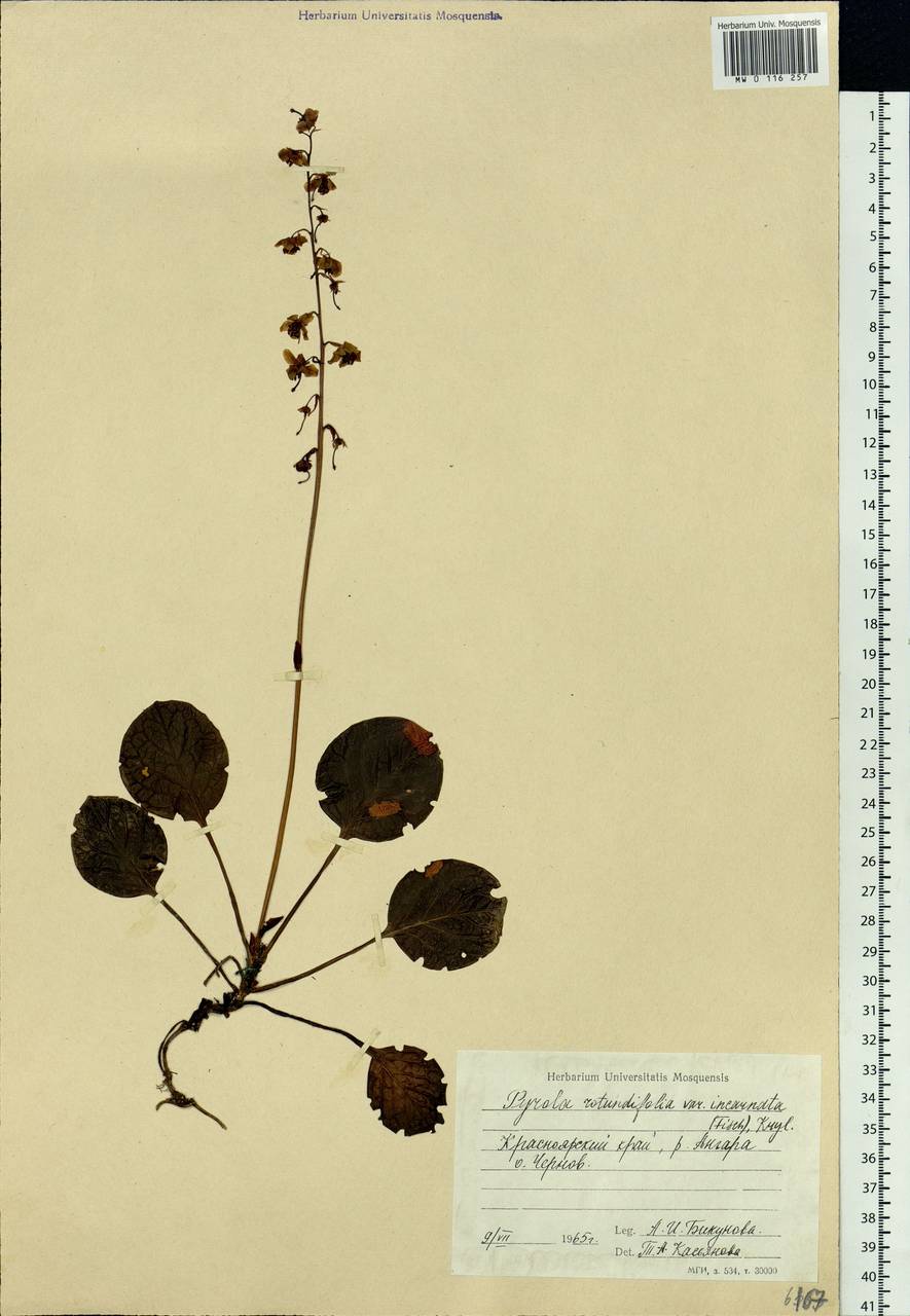 Pyrola asarifolia subsp. incarnata (DC.) A. E. Murray, Siberia, Baikal & Transbaikal region (S4) (Russia)