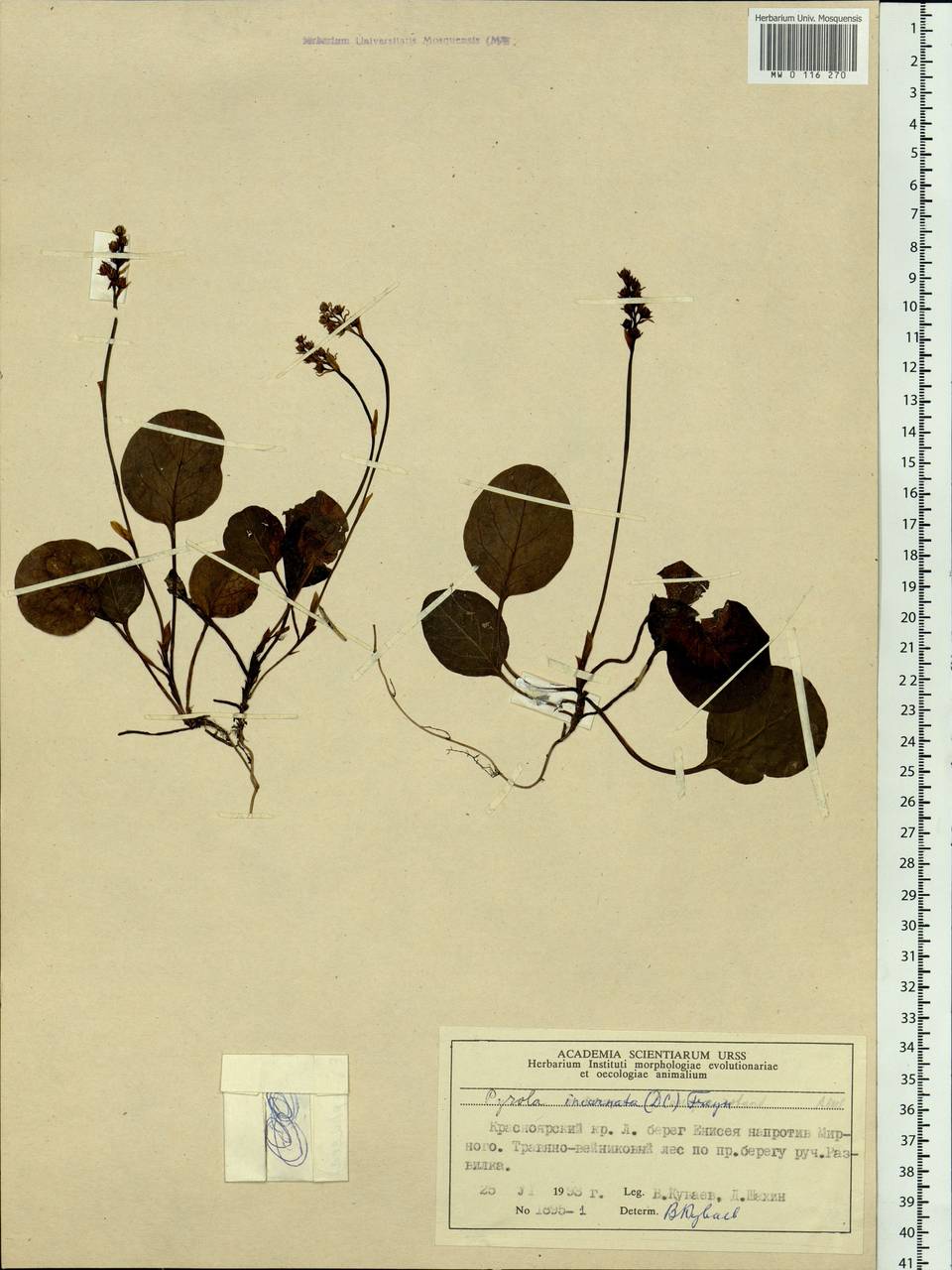 Pyrola asarifolia subsp. incarnata (DC.) A. E. Murray, Siberia, Central Siberia (S3) (Russia)