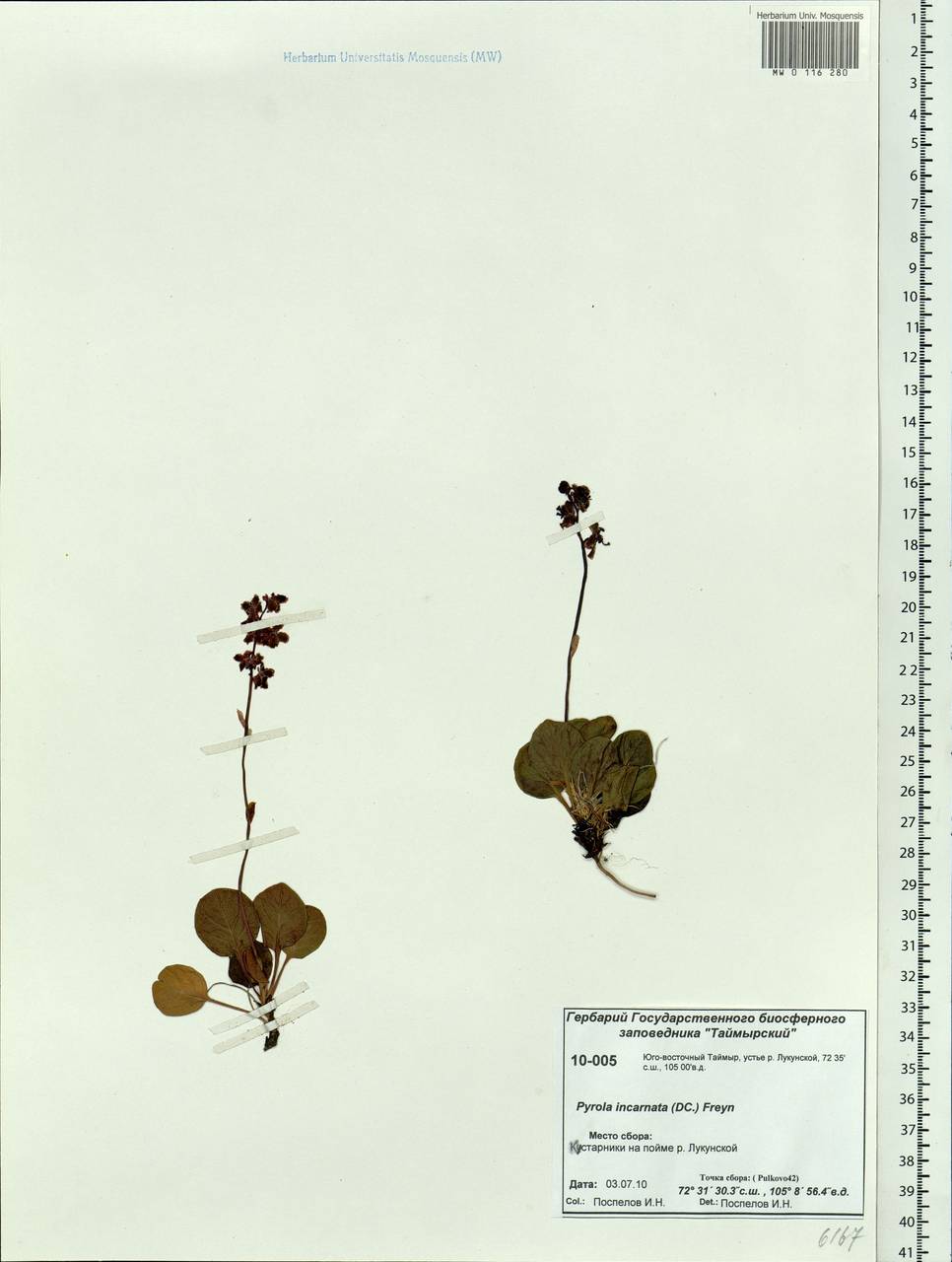 Pyrola asarifolia subsp. incarnata (DC.) A. E. Murray, Siberia, Central Siberia (S3) (Russia)