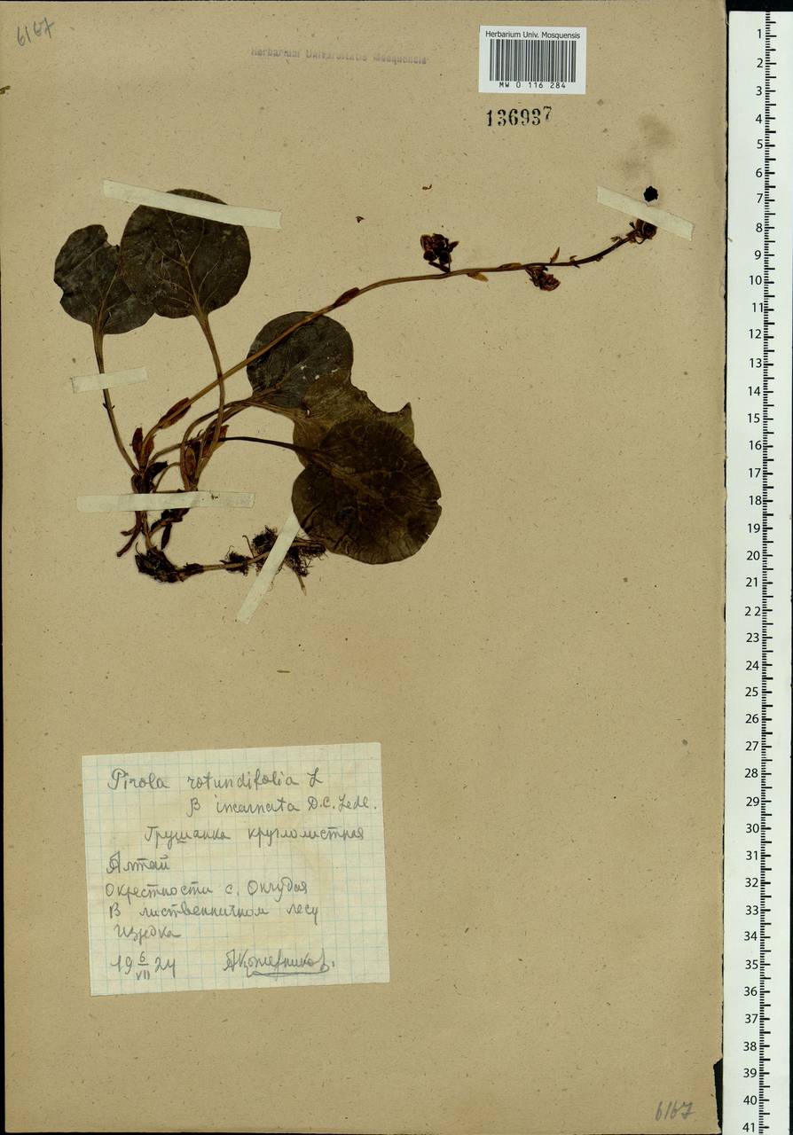 Pyrola asarifolia subsp. incarnata (DC.) A. E. Murray, Siberia, Altai & Sayany Mountains (S2) (Russia)