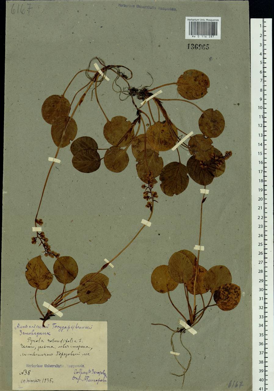 Pyrola asarifolia subsp. incarnata (DC.) A. E. Murray, Siberia, Altai & Sayany Mountains (S2) (Russia)
