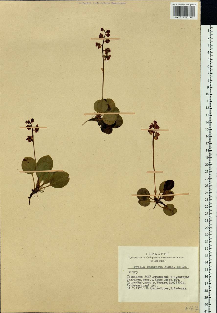 Pyrola asarifolia subsp. incarnata (DC.) A. E. Murray, Siberia, Altai & Sayany Mountains (S2) (Russia)