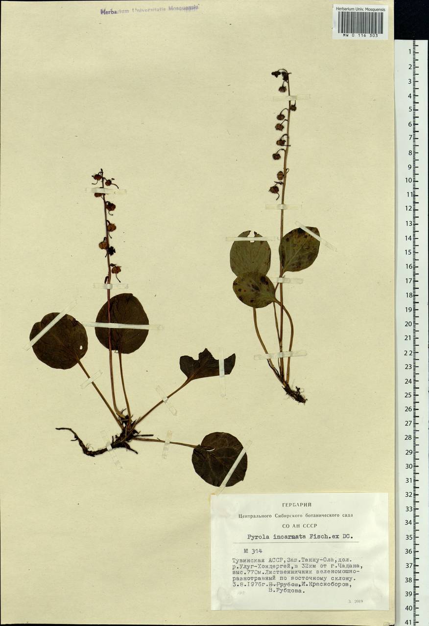 Pyrola asarifolia subsp. incarnata (DC.) A. E. Murray, Siberia, Altai & Sayany Mountains (S2) (Russia)