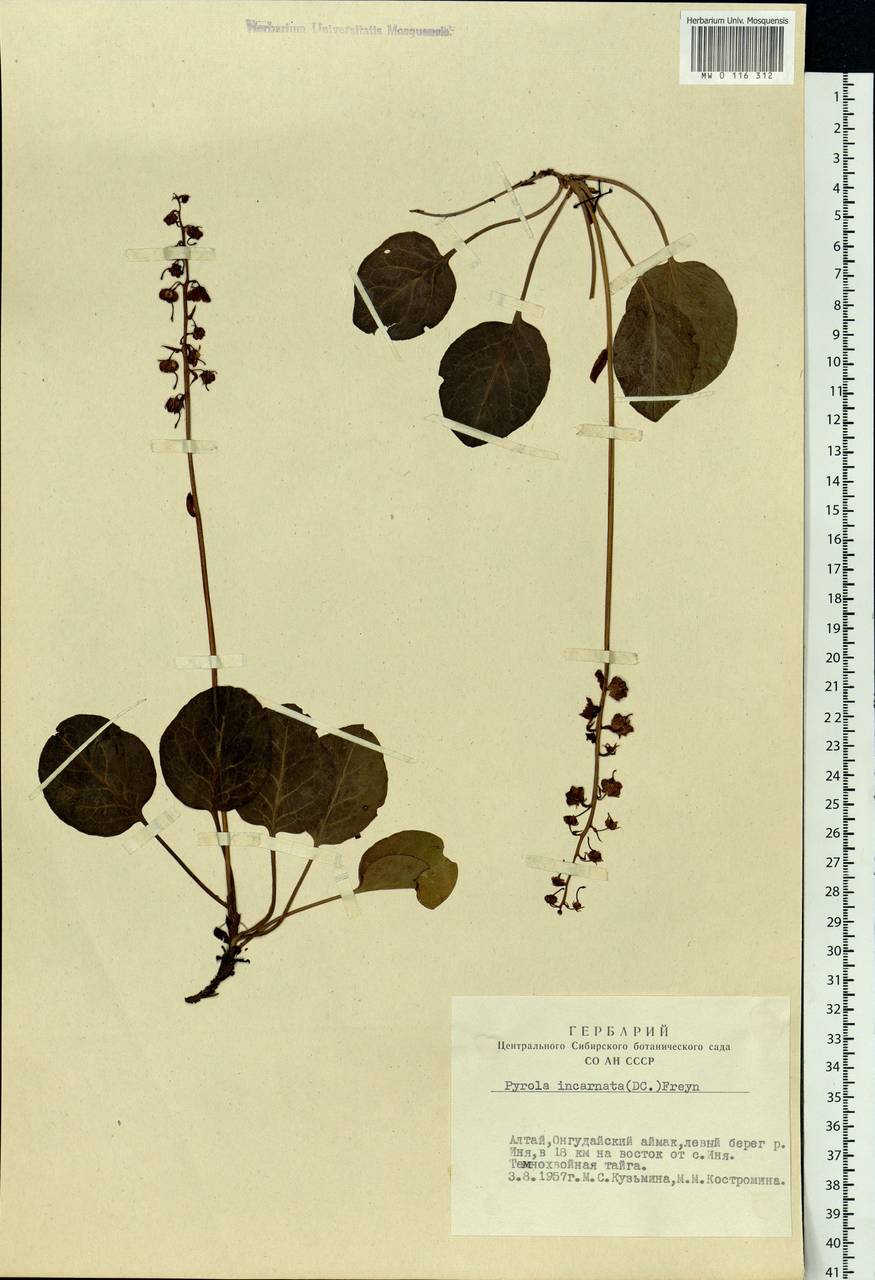 Pyrola asarifolia subsp. incarnata (DC.) A. E. Murray, Siberia, Altai & Sayany Mountains (S2) (Russia)