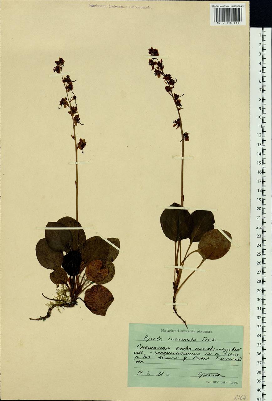 Pyrola asarifolia subsp. incarnata (DC.) A. E. Murray, Siberia, Western Siberia (S1) (Russia)