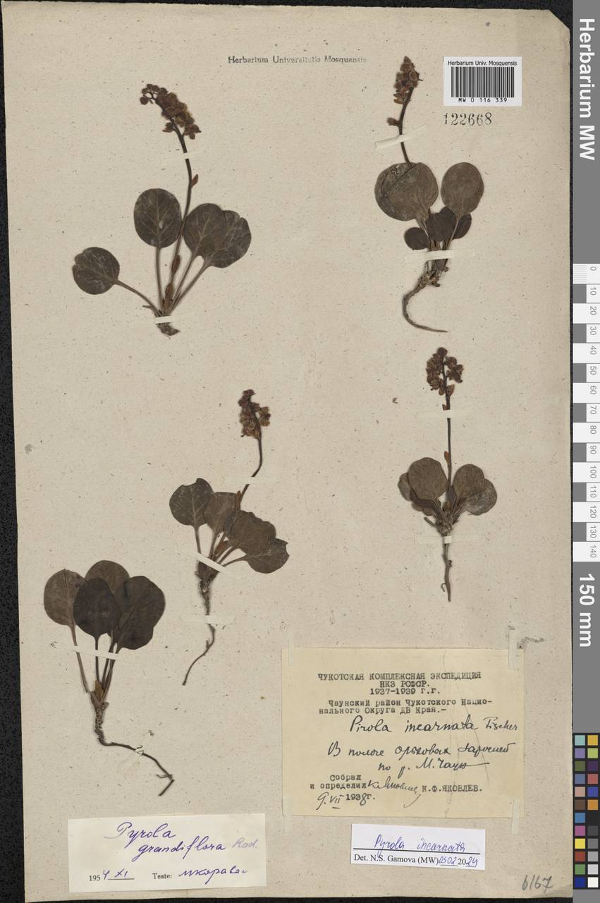 Pyrola asarifolia subsp. incarnata (DC.) A. E. Murray, Siberia, Chukotka & Kamchatka (S7) (Russia)
