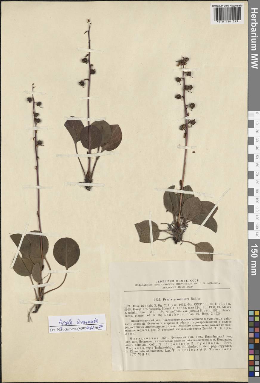 Pyrola asarifolia subsp. incarnata (DC.) A. E. Murray, Siberia, Chukotka & Kamchatka (S7) (Russia)