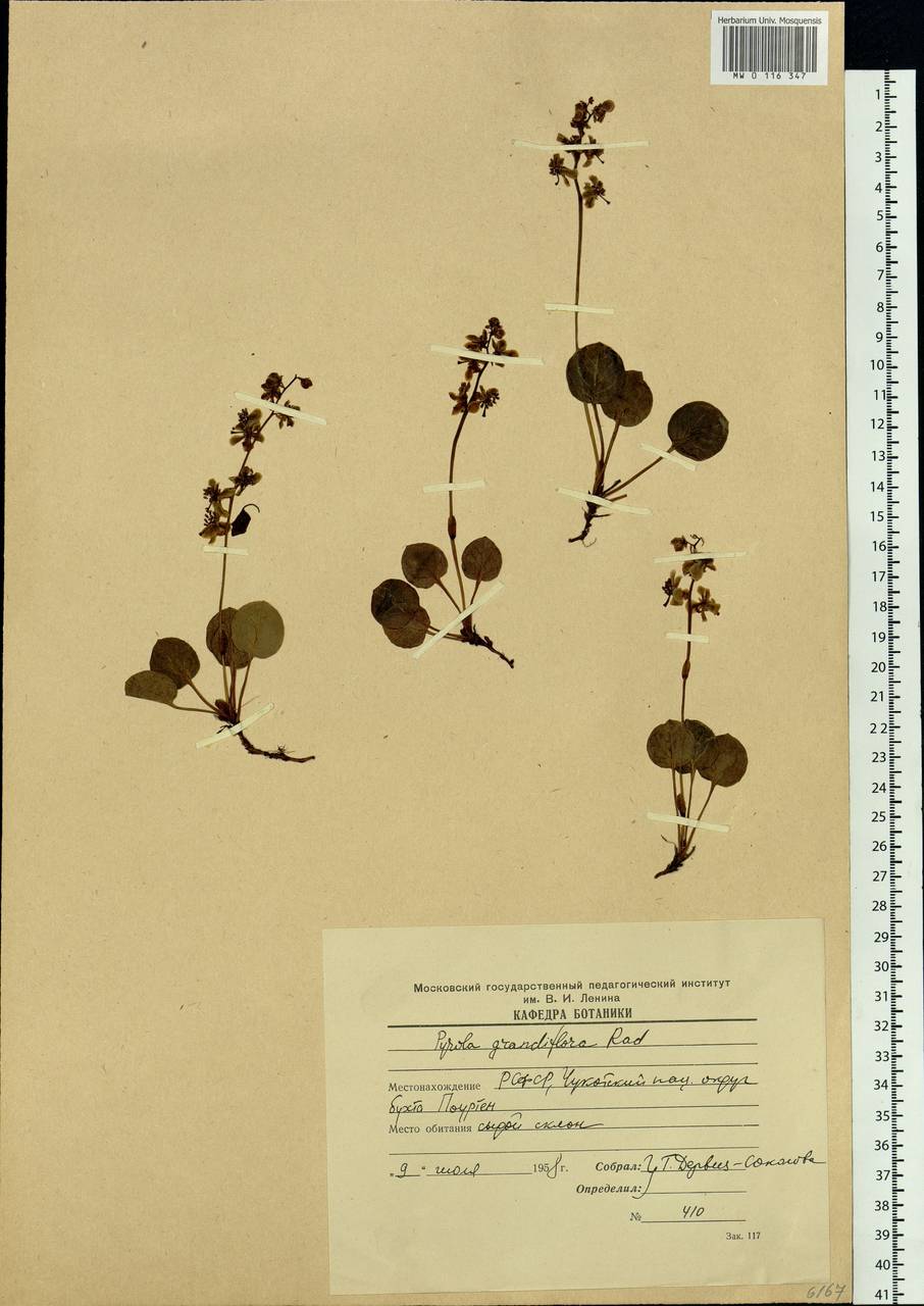 Pyrola grandiflora Radius, Siberia, Chukotka & Kamchatka (S7) (Russia)