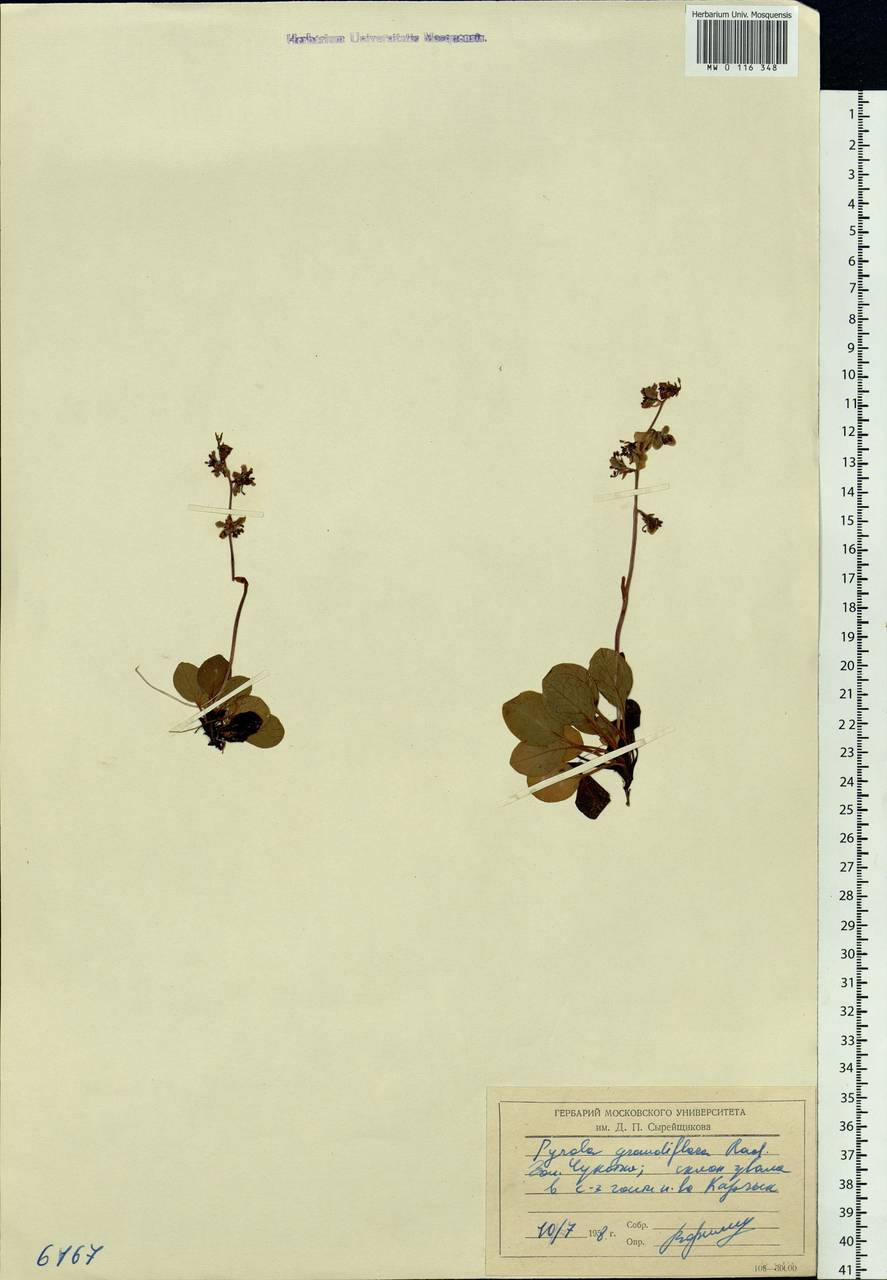 Pyrola grandiflora Radius, Siberia, Chukotka & Kamchatka (S7) (Russia)