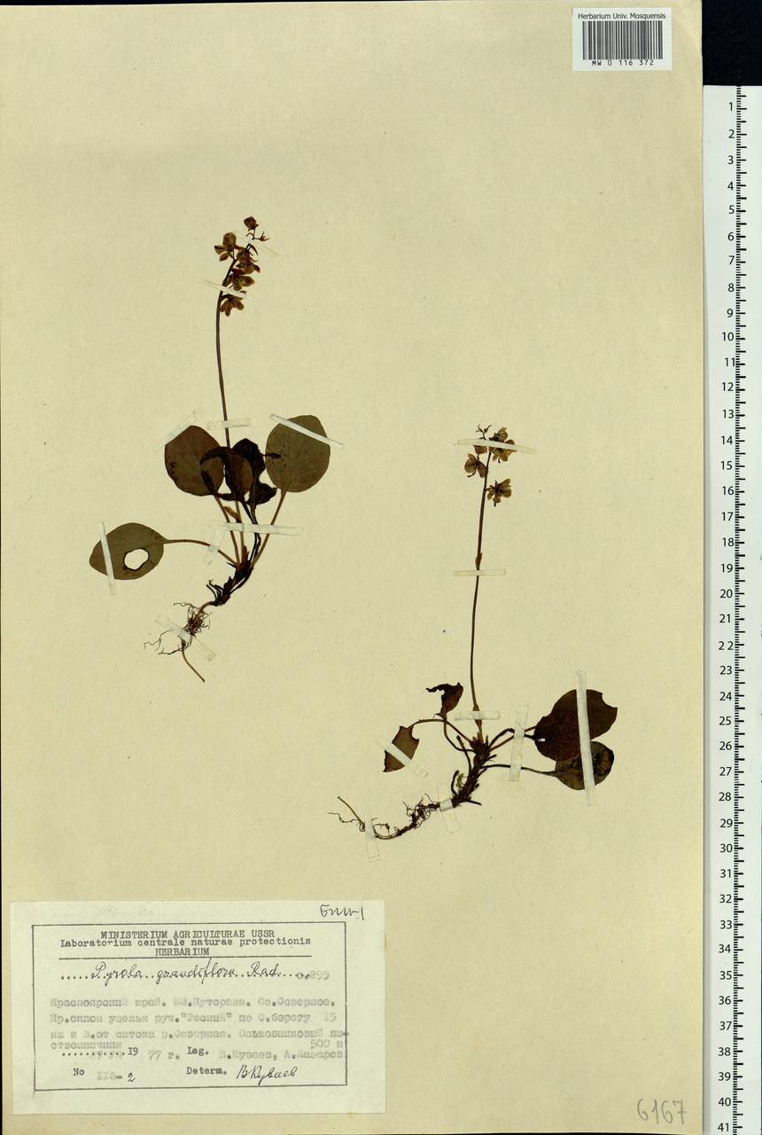 Pyrola grandiflora Radius, Siberia, Central Siberia (S3) (Russia)