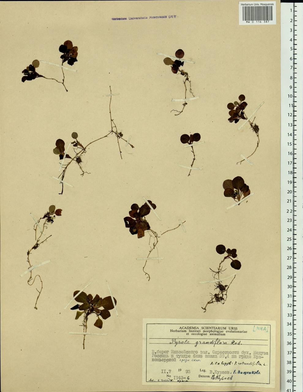 Pyrola grandiflora Radius, Siberia, Central Siberia (S3) (Russia)