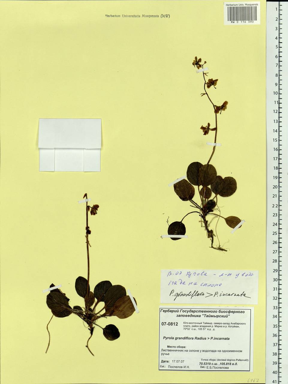 Pyrola grandiflora Radius, Siberia, Central Siberia (S3) (Russia)