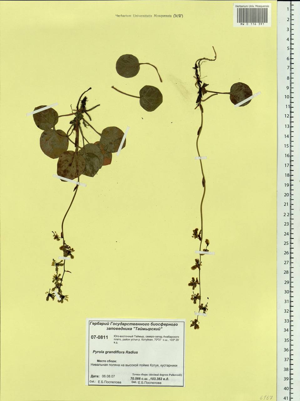 Pyrola grandiflora Radius, Siberia, Central Siberia (S3) (Russia)