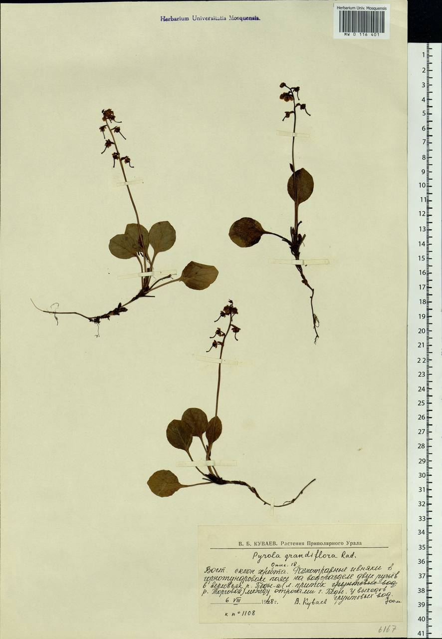Pyrola grandiflora Radius, Eastern Europe, Northern region (E1) (Russia)