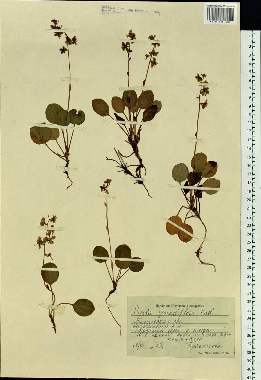 Pyrola grandiflora Radius, Siberia, Western Siberia (S1) (Russia)