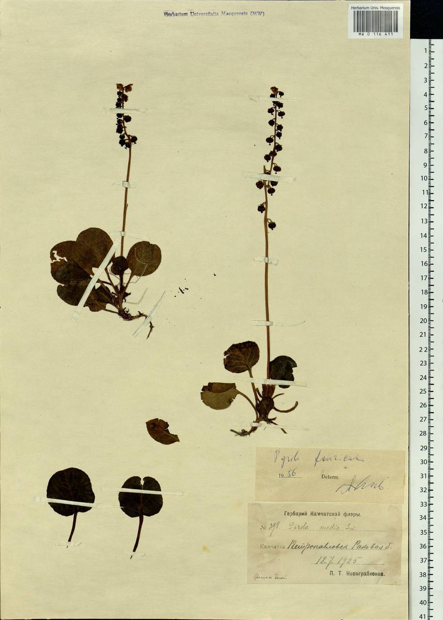 Pyrola faurieana Andres, Siberia, Chukotka & Kamchatka (S7) (Russia)