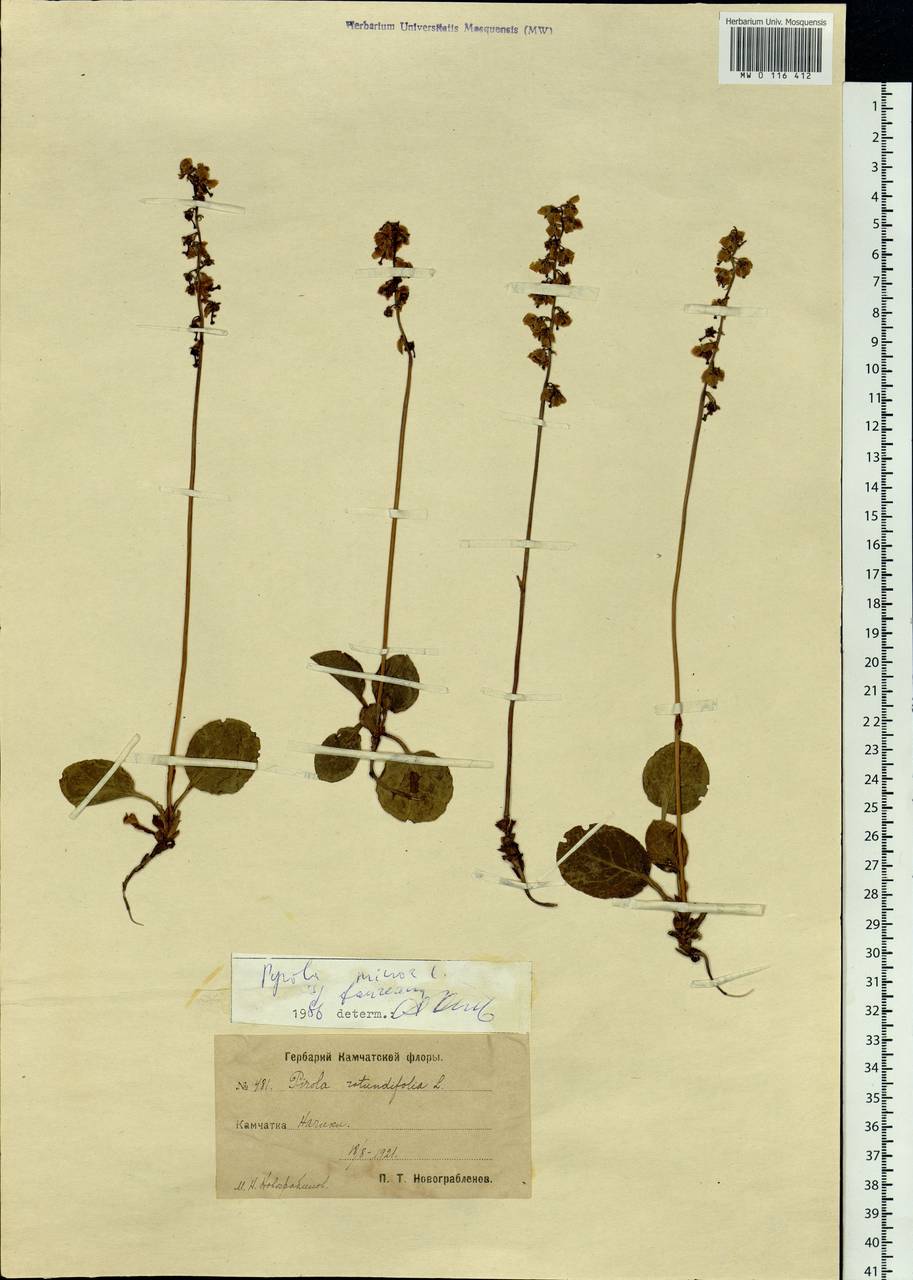 Pyrola faurieana Andres, Siberia, Chukotka & Kamchatka (S7) (Russia)