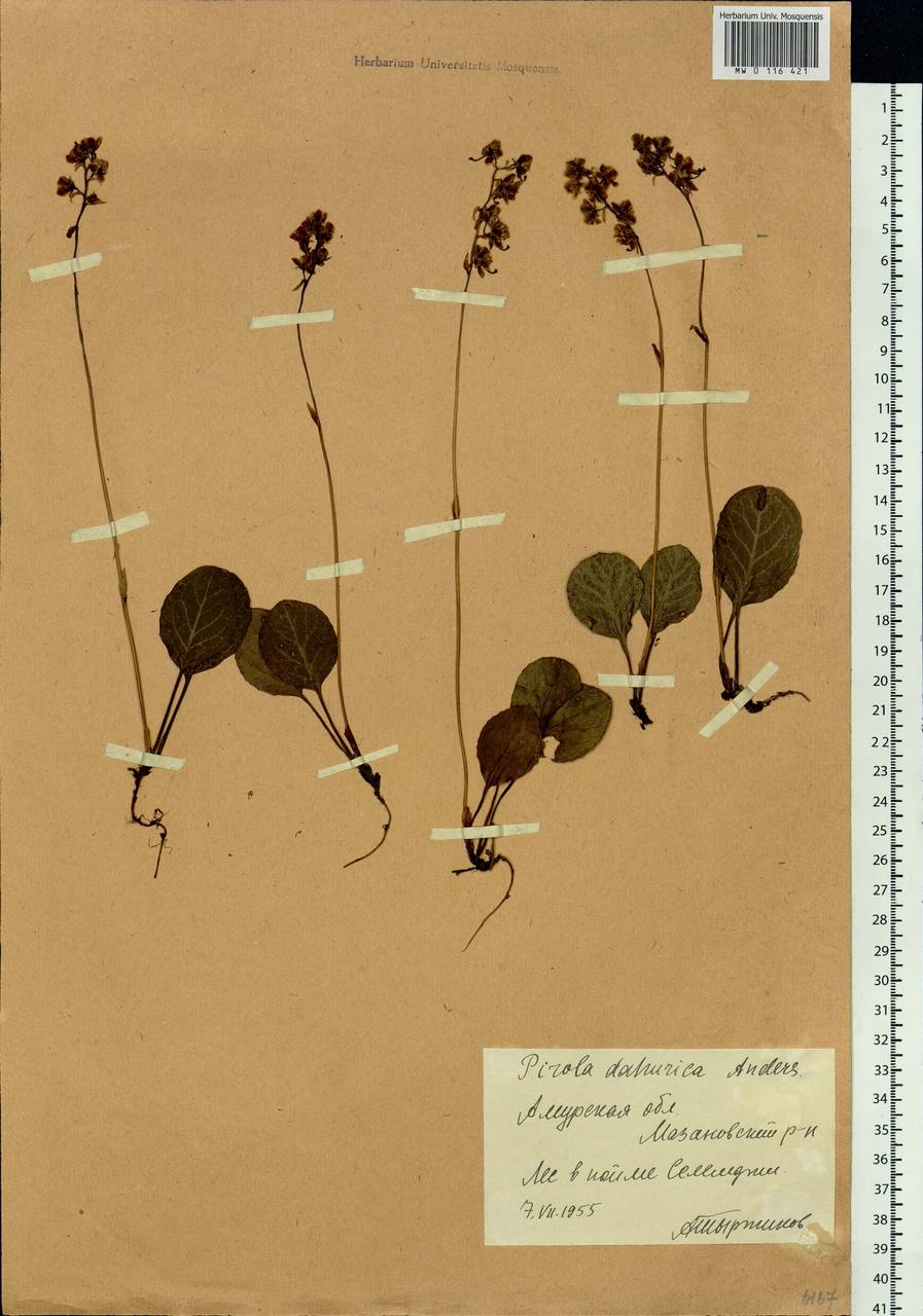 Pyrola dahurica (Andres) Kom., Siberia, Russian Far East (S6) (Russia)
