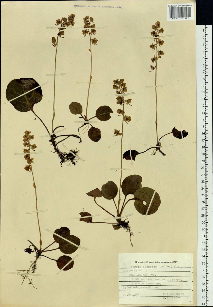 Pyrola dahurica (Andres) Kom., Siberia, Russian Far East (S6) (Russia)