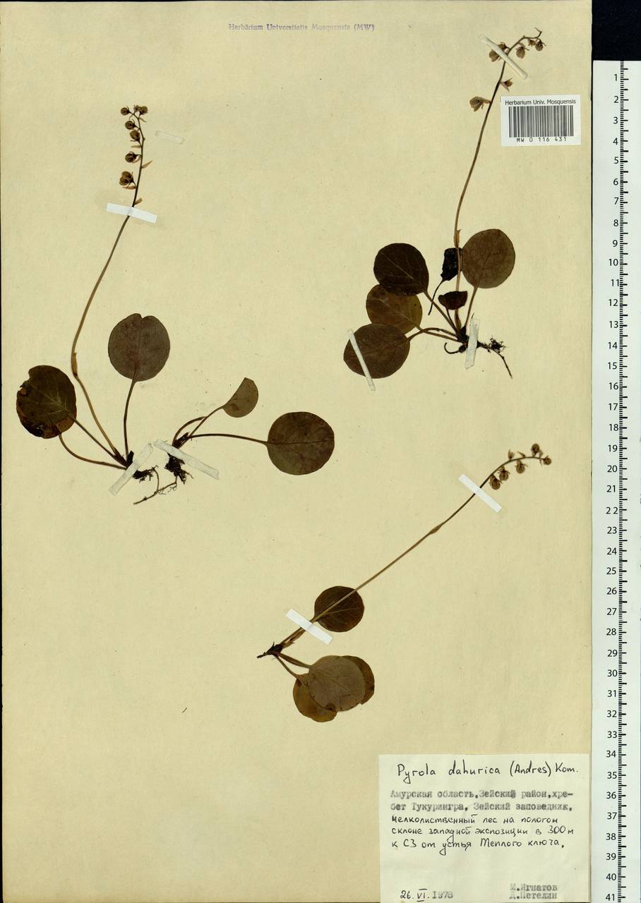 Pyrola dahurica (Andres) Kom., Siberia, Russian Far East (S6) (Russia)