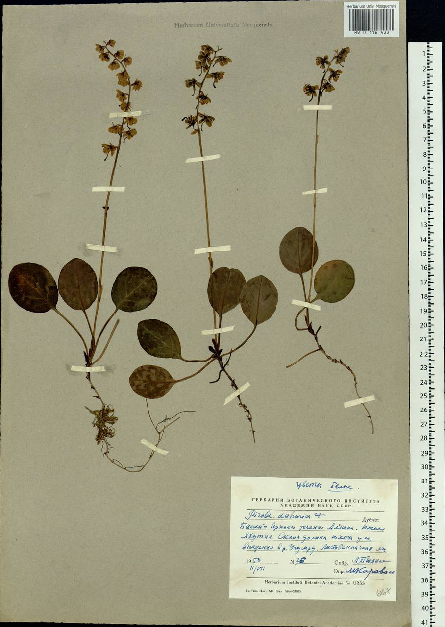 Pyrola dahurica (Andres) Kom., Siberia, Yakutia (S5) (Russia)