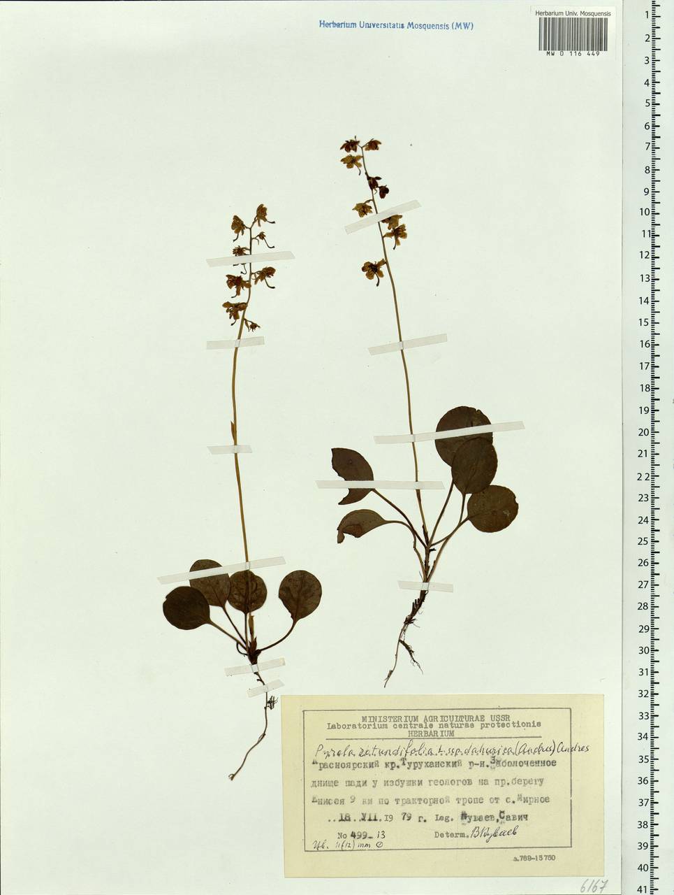 Pyrola dahurica (Andres) Kom., Siberia, Central Siberia (S3) (Russia)