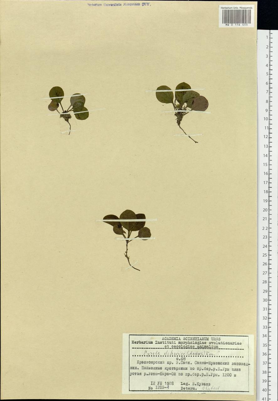 Pyrola dahurica (Andres) Kom., Siberia, Altai & Sayany Mountains (S2) (Russia)