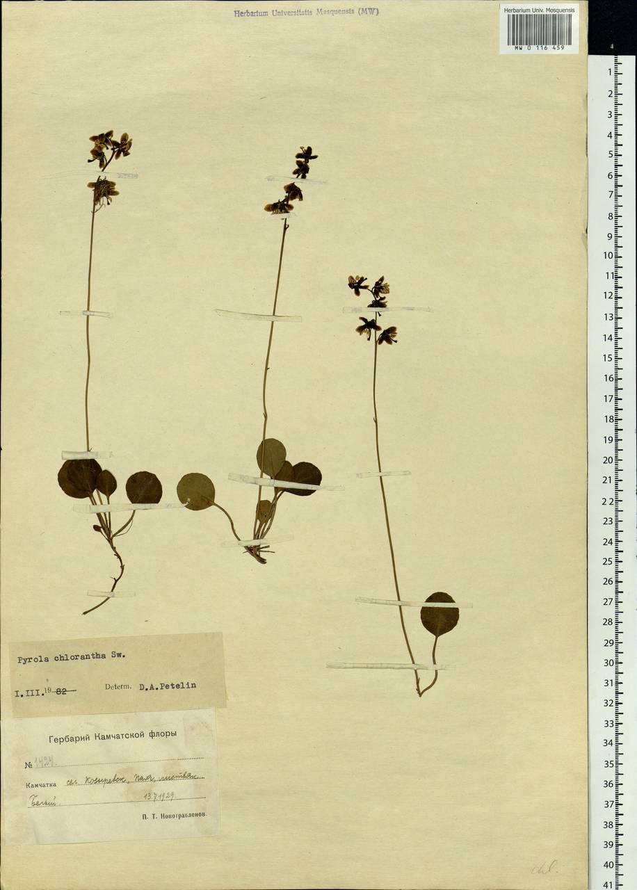 Pyrola chlorantha Sw., Siberia, Chukotka & Kamchatka (S7) (Russia)