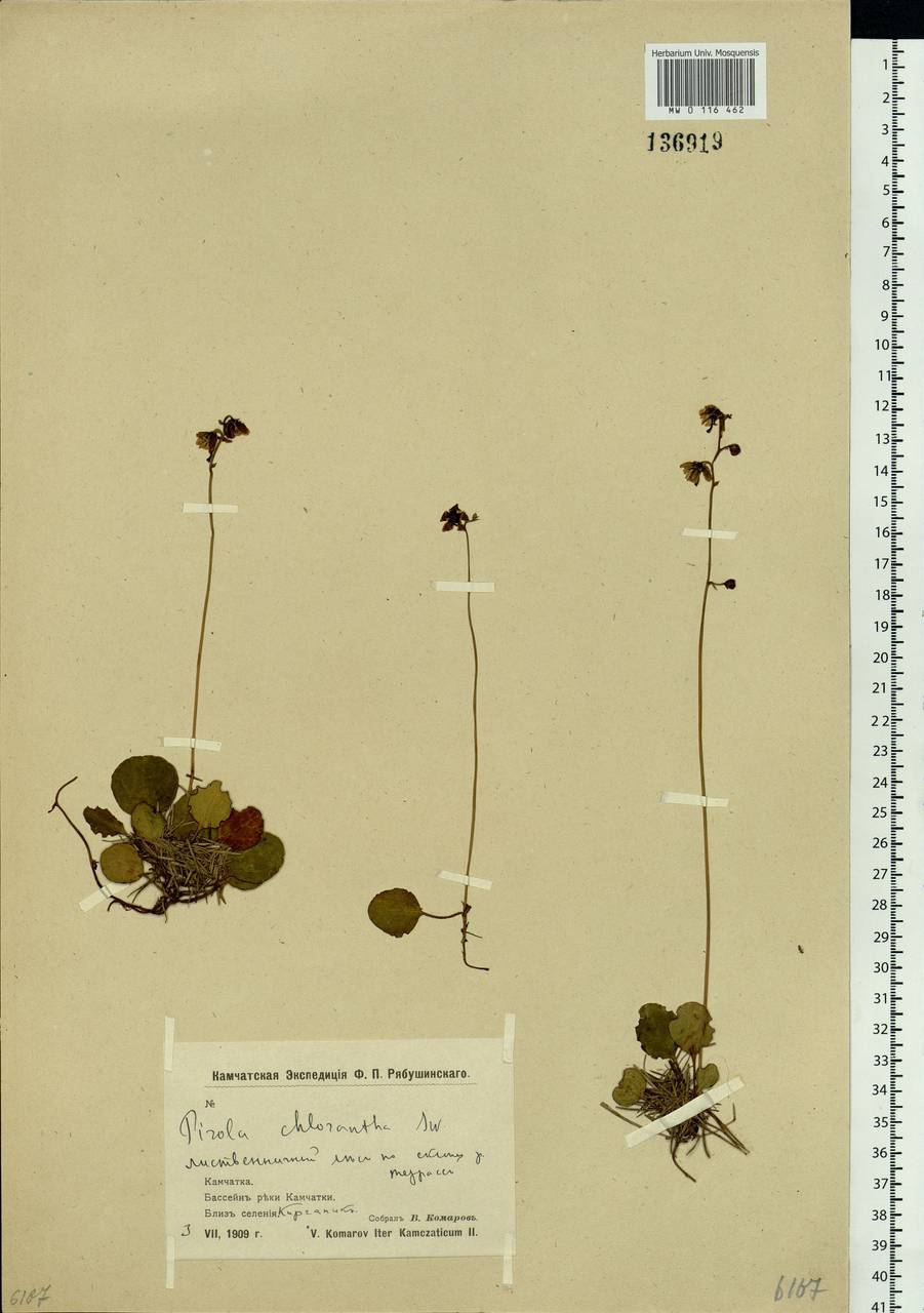Pyrola chlorantha Sw., Siberia, Chukotka & Kamchatka (S7) (Russia)