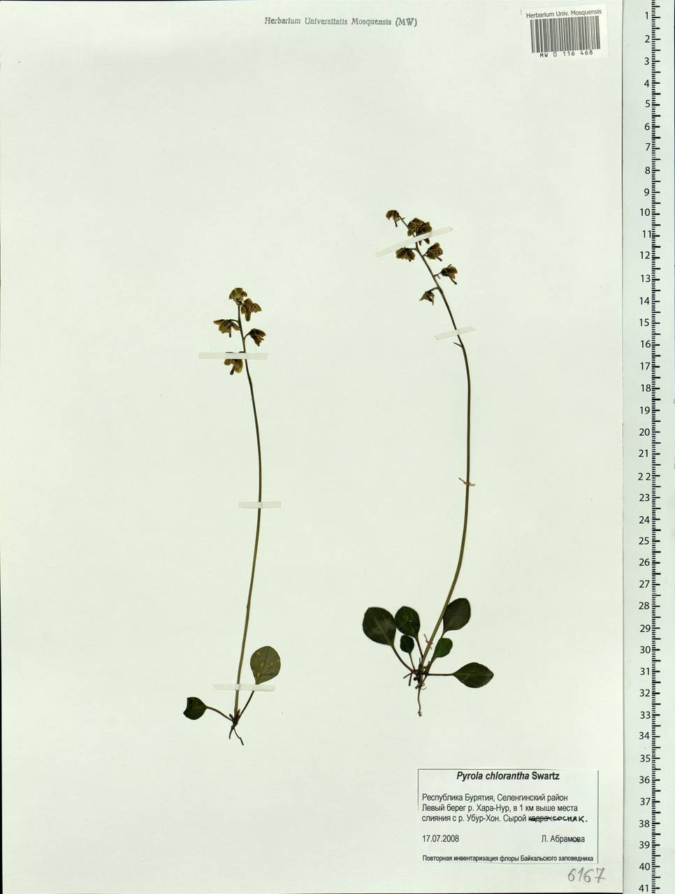 Pyrola chlorantha Sw., Siberia, Baikal & Transbaikal region (S4) (Russia)