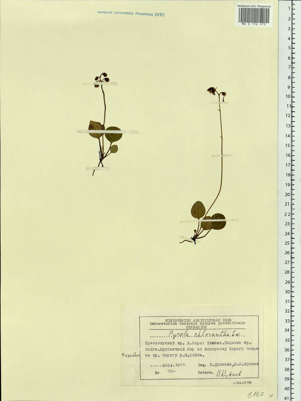 Pyrola chlorantha Sw., Siberia, Central Siberia (S3) (Russia)