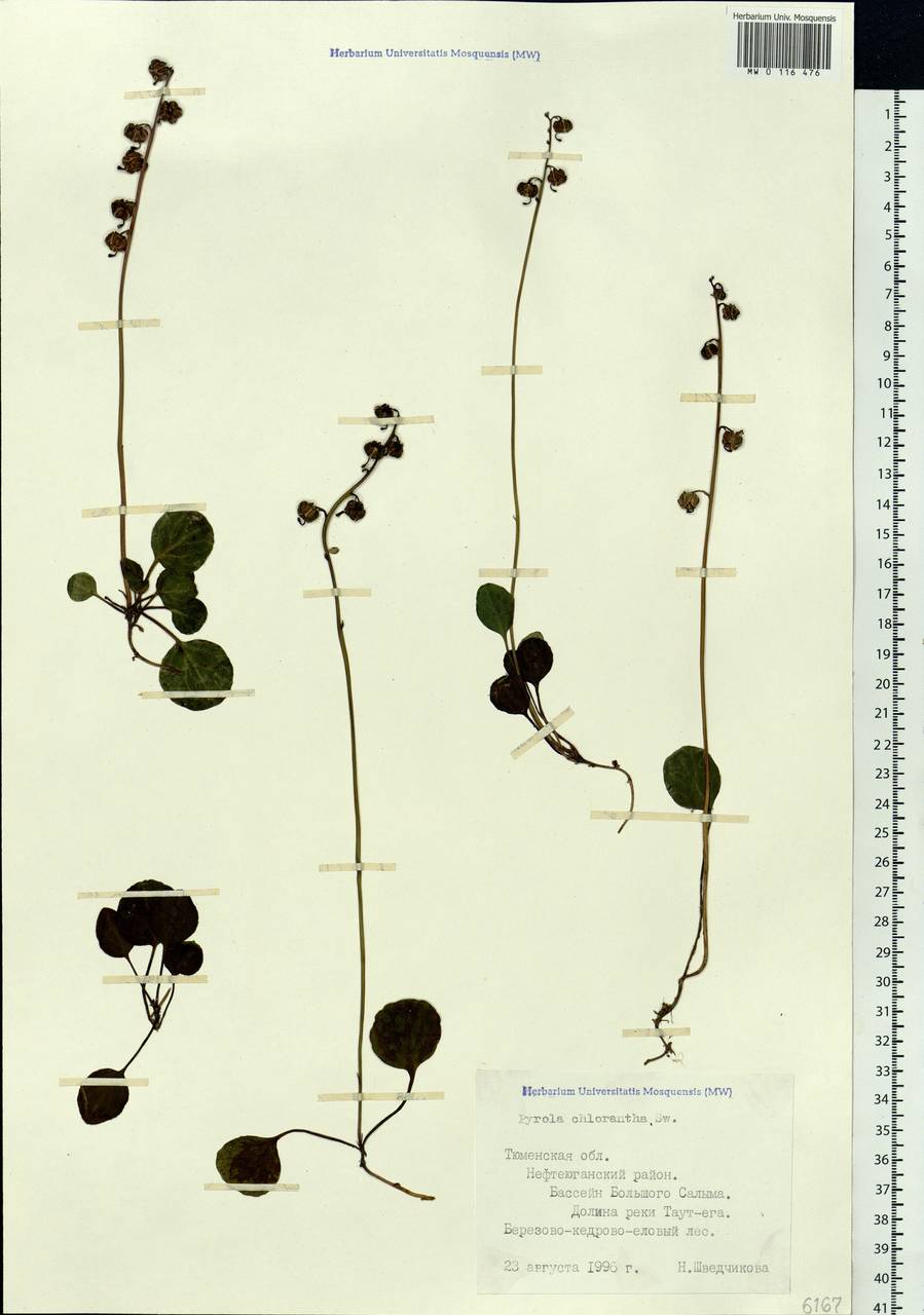 Pyrola chlorantha Sw., Siberia, Western Siberia (S1) (Russia)