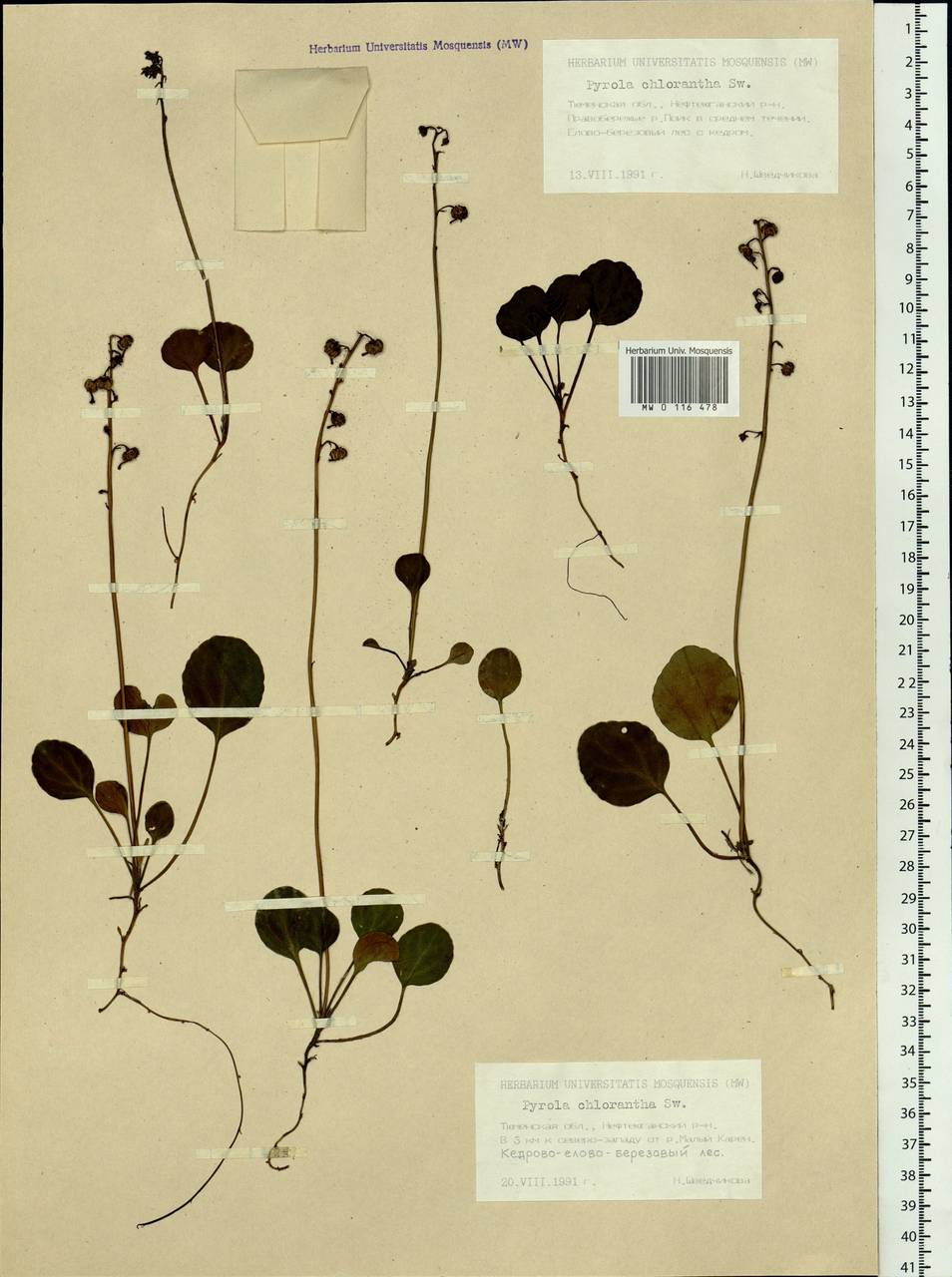 Pyrola chlorantha Sw., Siberia, Western Siberia (S1) (Russia)