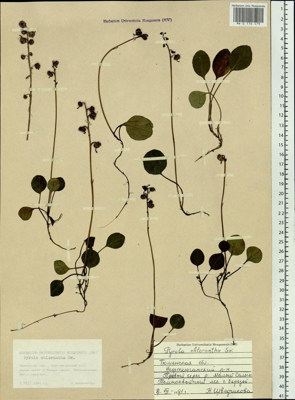 Pyrola chlorantha Sw., Siberia, Western Siberia (S1) (Russia)