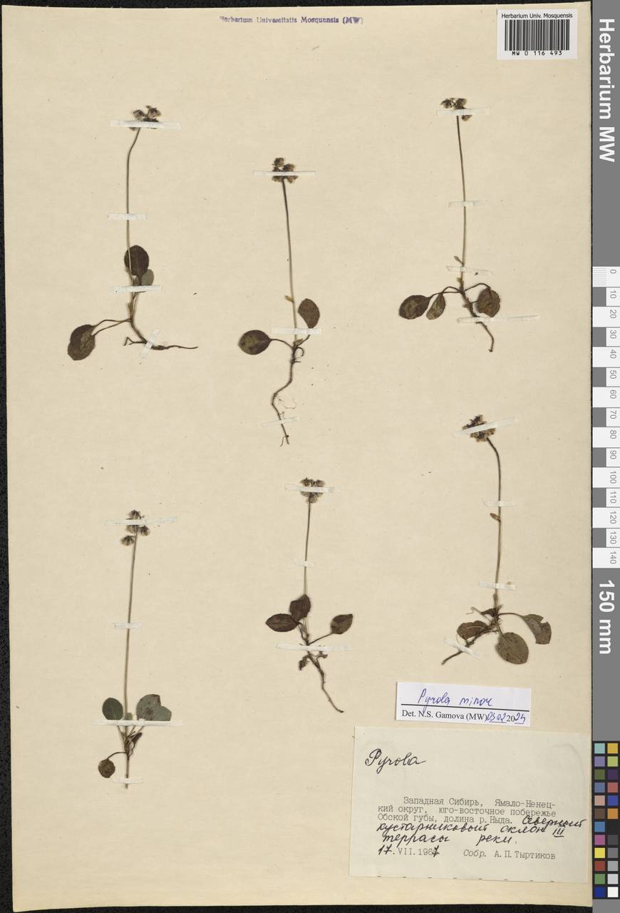 Pyrola minor L., Siberia, Western Siberia (S1) (Russia)