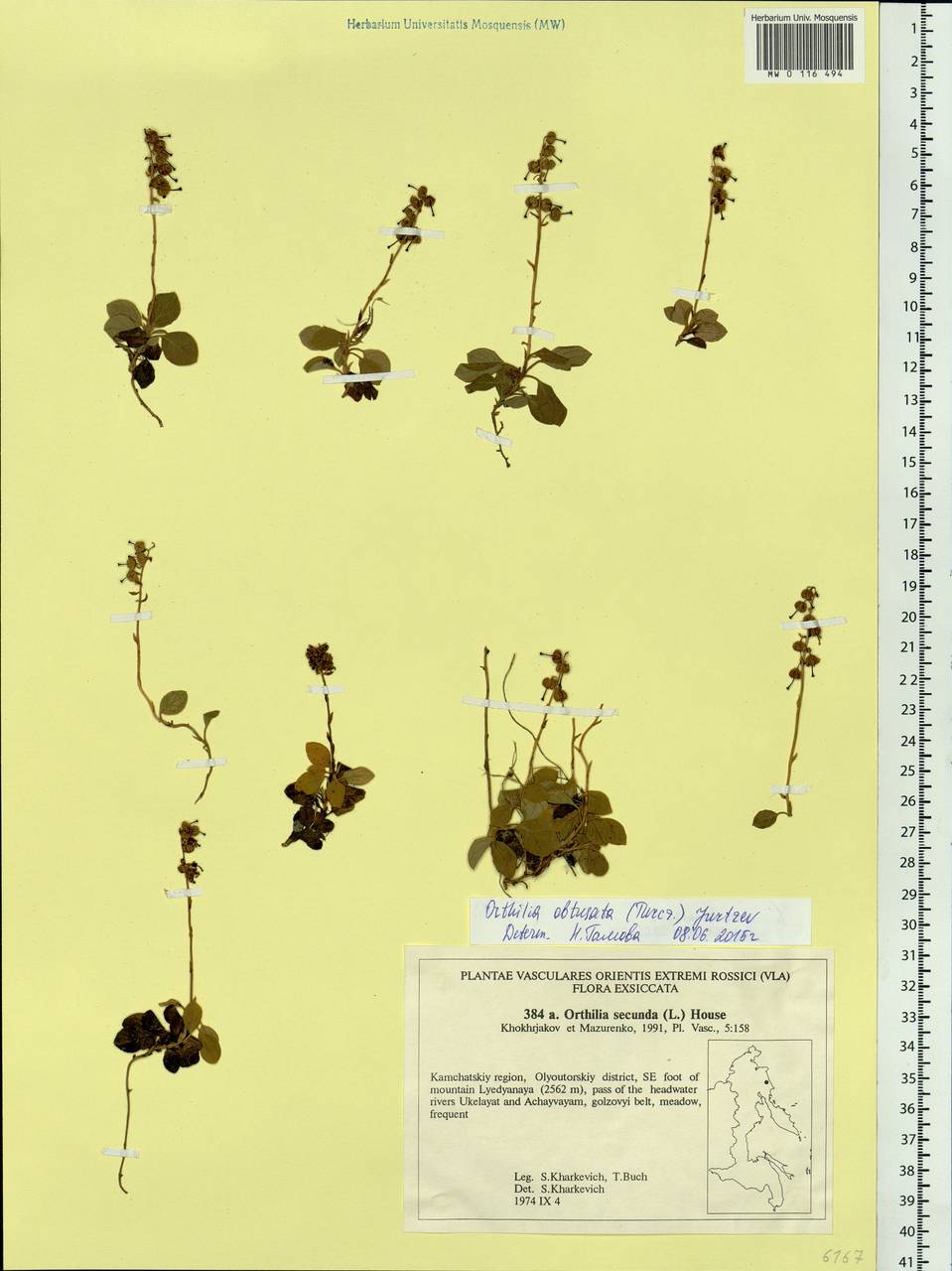 Orthilia secunda (L.) House, Siberia, Chukotka & Kamchatka (S7) (Russia)